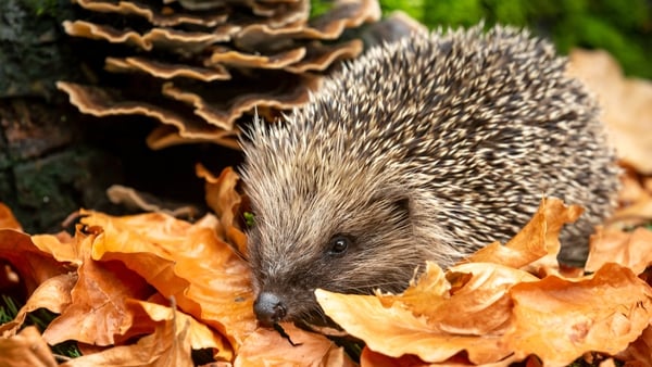 Why are our hedgehogs in trouble?