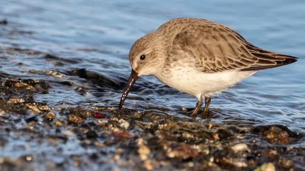 Island on Lough Ree bought to protect wading bird species