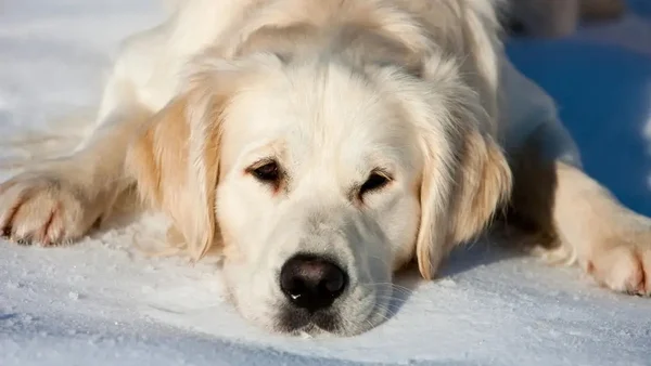 How to keep your dog safe and warm as the winter weather sets in