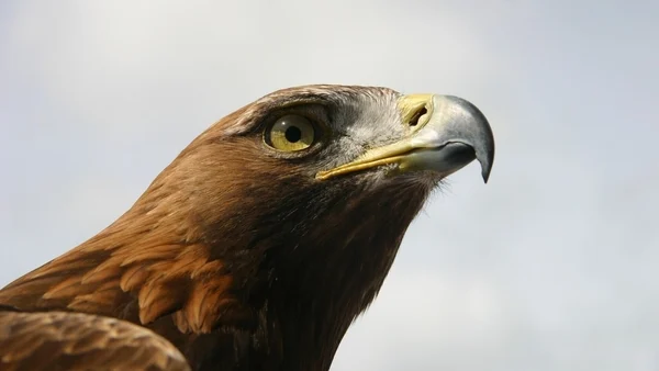 Good news for bird watchers in Ireland