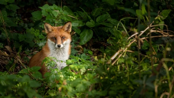 Kildare Wildlife Rescue: Supporting injured Irish wildlife