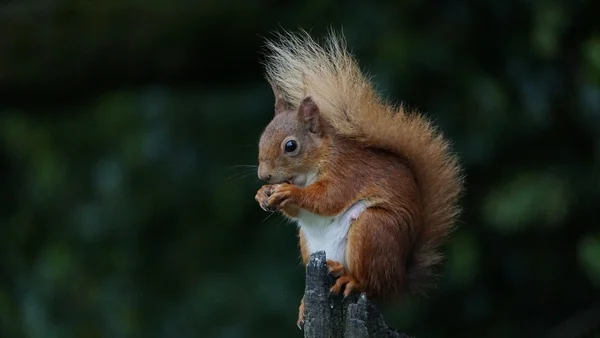 Squirrel Alert: The intelligent boxes supporting red squirrels