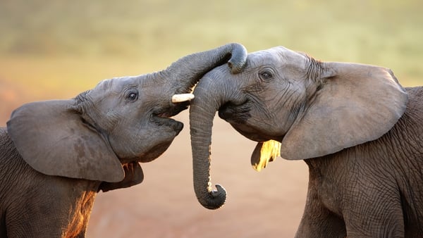 Research suggests elephants give each other names