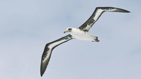 A 72-year-old named Wisdom is the oldest known wild bird