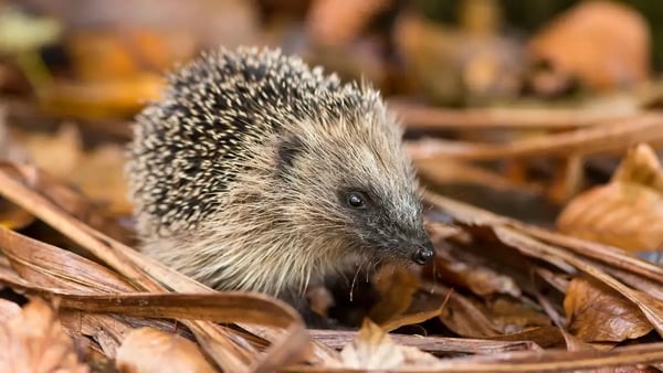 More trouble for Irish hedgehogs