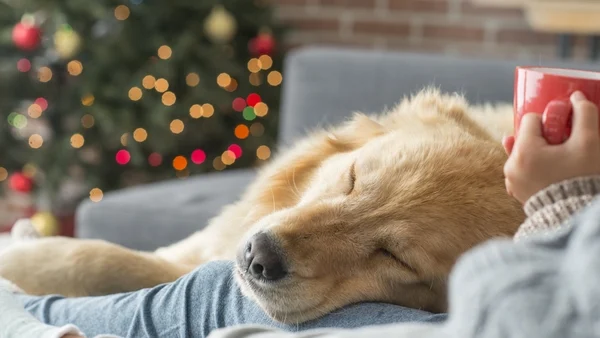 How to keep pets safe and happy during the festive season