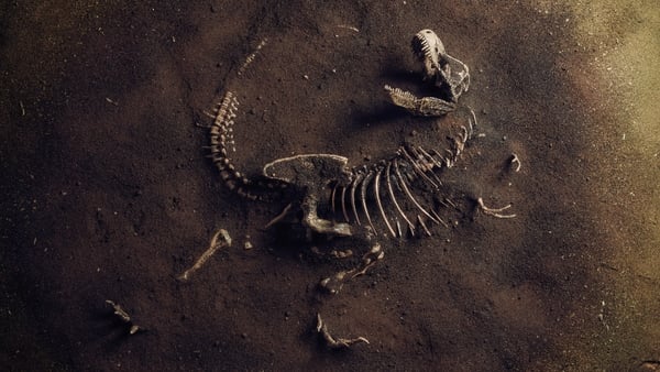 Fossil dung reveals clues to dinosaur success story