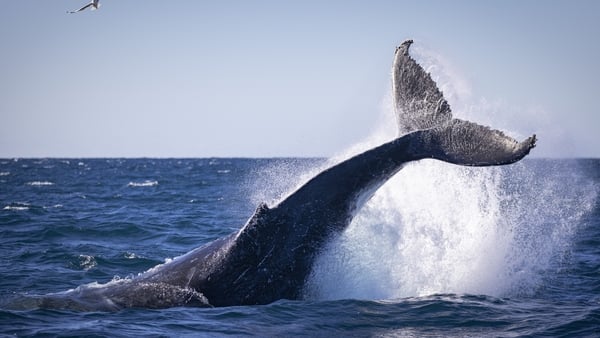 Humpback whale's visit to Shannon estuary "unprecedented"