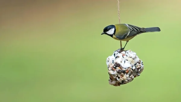 What festive food scraps can you give to birds?