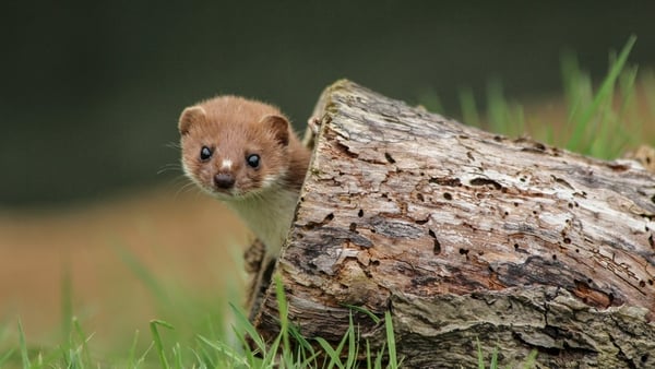 Take part in the Irish stoat survey now