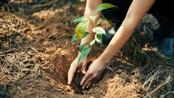 Chile's reforestation plan following wildfires